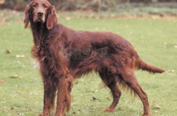 戈登雪达犬,高贵猎犬的优雅与忠诚