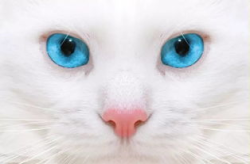 蓝眼睛的猫,探寻神秘蓝瞳下的猫咪品种与特点
